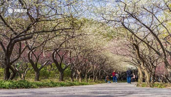 大庆市春季赏花去哪里