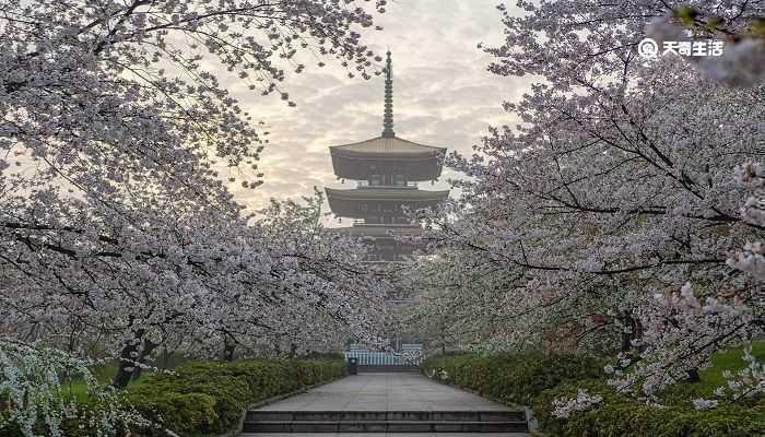 亳州市春季赏花去哪里