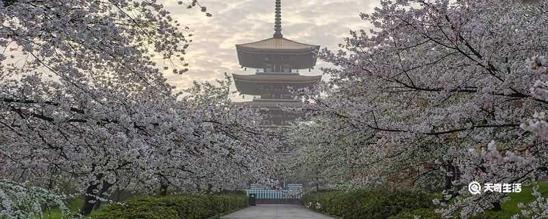 漳州市春季赏花去哪里