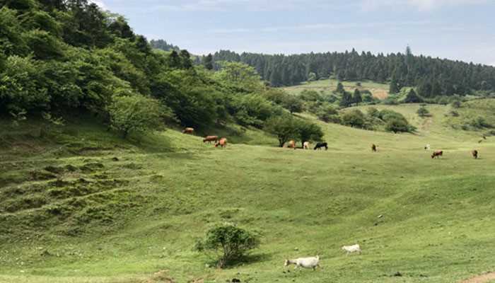 仙女山在重庆哪里