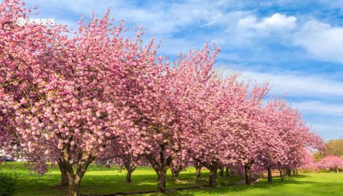 赣州市春季赏花去哪里