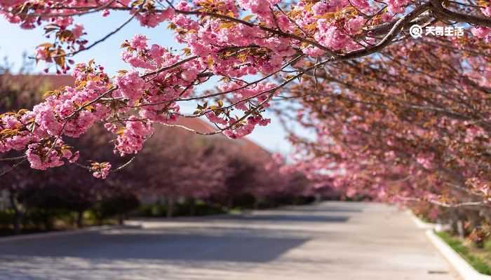 四平市春季赏花去哪里