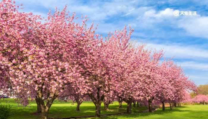 泉州市春季赏花去哪里