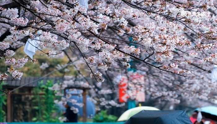 九江市春季赏花去哪里