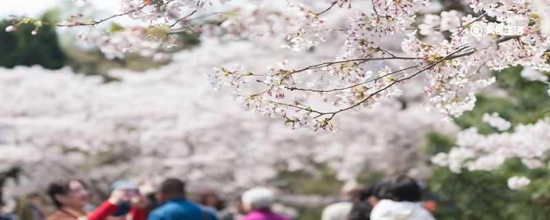 本溪市春季赏花去哪里