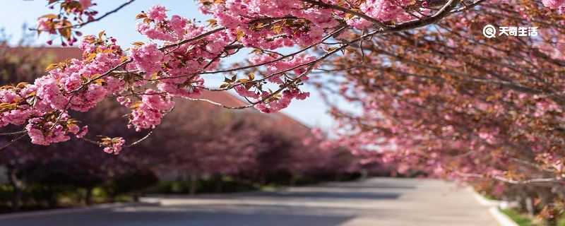 固原市春季赏花去哪里