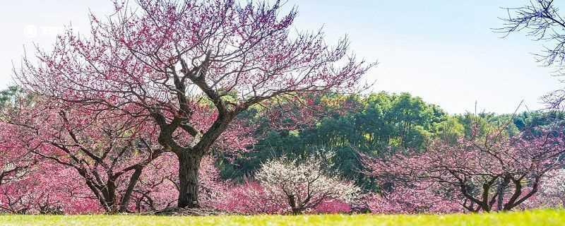 白银市春季赏花去哪里