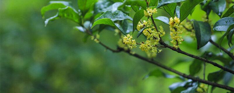 家里能种桂花树吗 家里能不能养殖桂花树