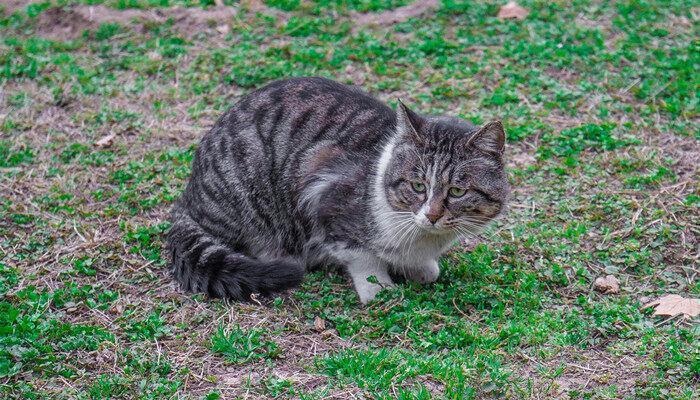 普通的草可以代替猫草吗 猫草可以用普通的草代替吗