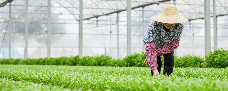 茼蒿耐寒多少度 茼蒿能耐多少度低温