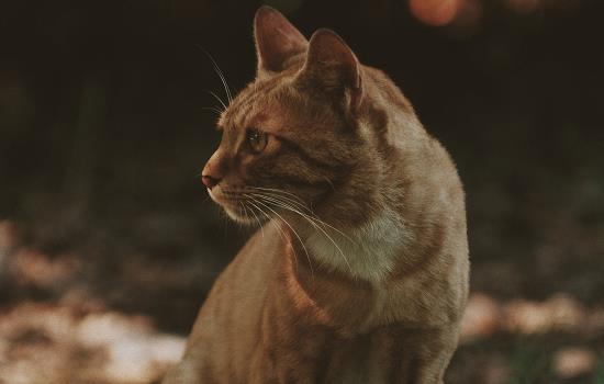 大米猫砂和豆腐猫砂的区别