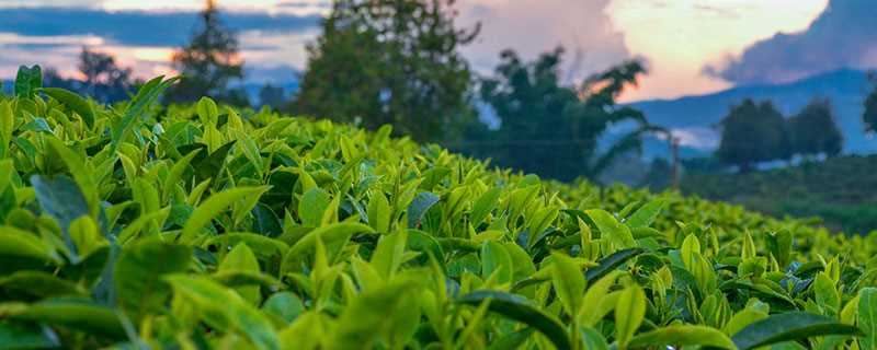 立夏茶是什么茶 立夏喝什么茶